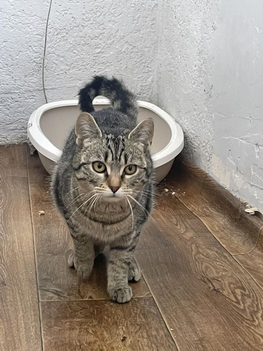 Кошеня дівчинка.