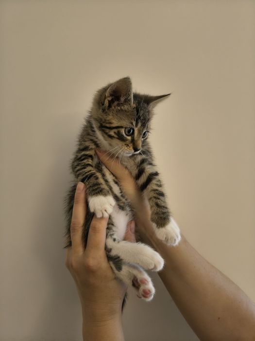 Mały Dyzio do adopcji