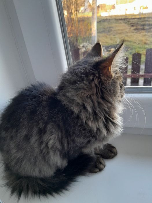 Віддам кошеня у добрі руки