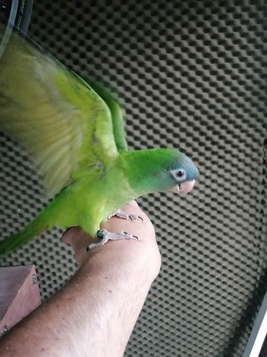 Conures cabeça azul domesticados
