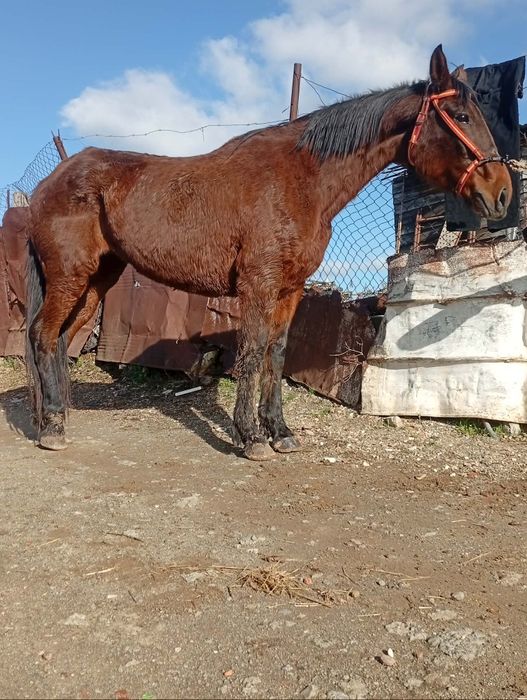 Vendo ou troco um égua muito mansa com 1.75 o garrote