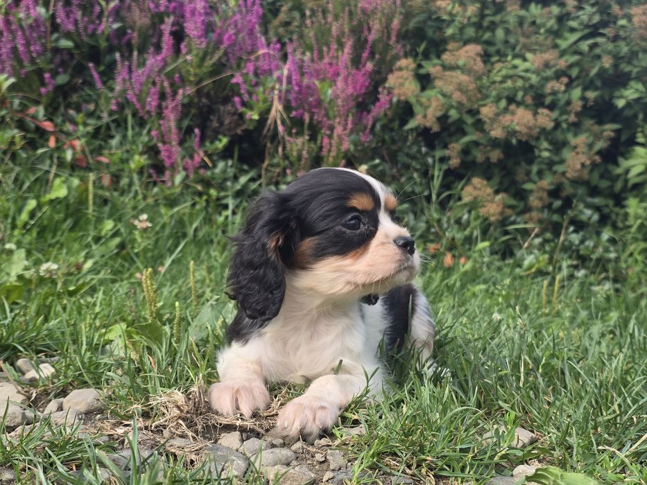 Cavalier cudna suczka Tricolor z rodowodem