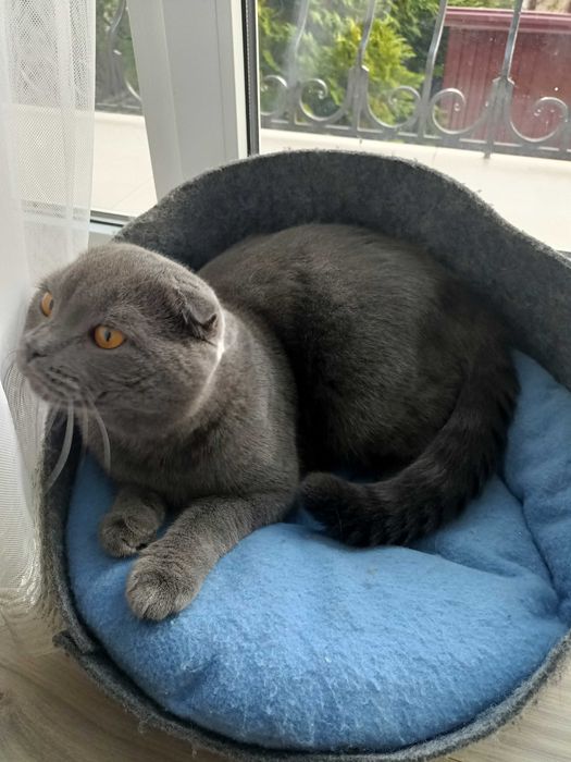 В'язка висловухого кота