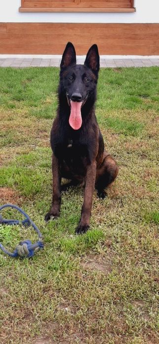 Owczarek Belgijski Malinois Piesek ZKwP