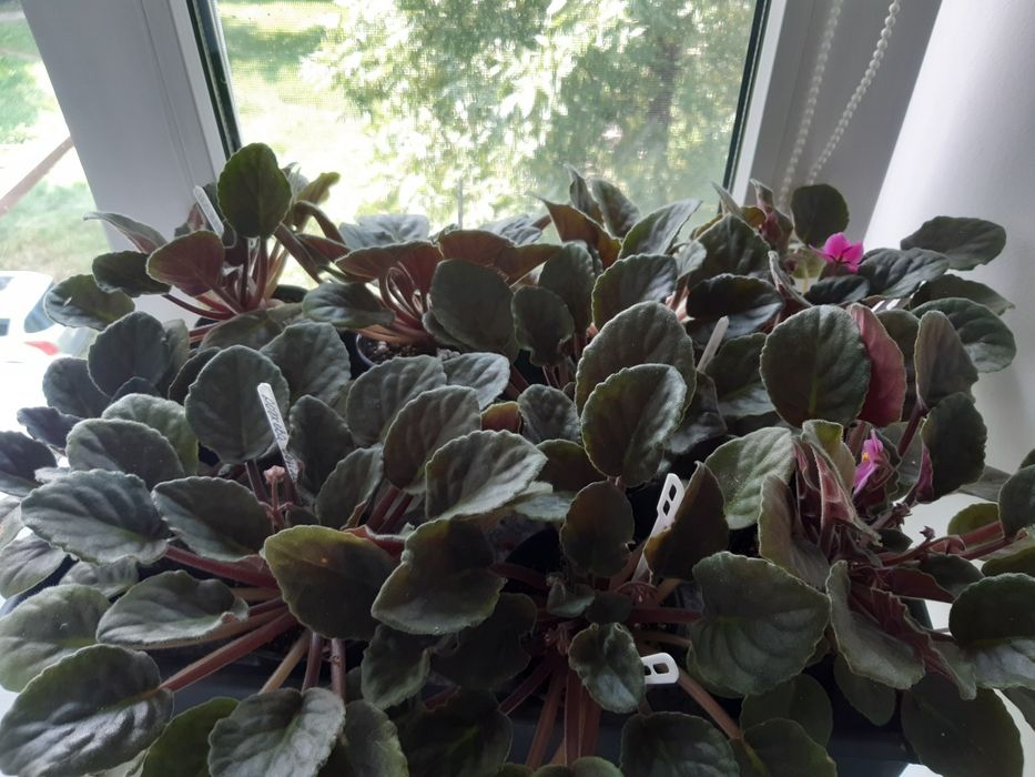 Фіалки - дітки та стартери