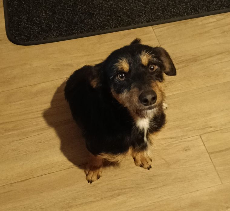 Cão para adoção porte pequeno