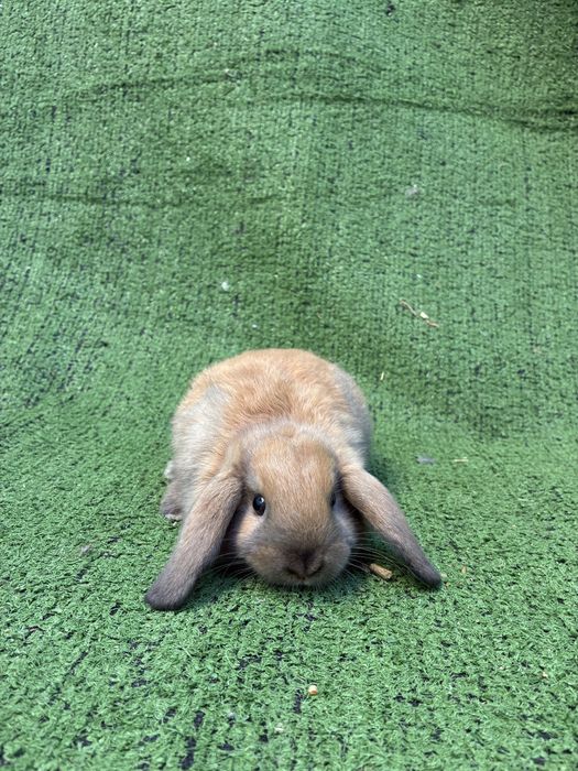 Vendo coelhos orelhudos Holland Lop muito dóceis e saudáveis