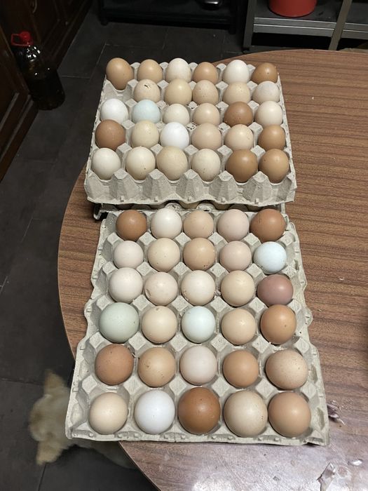 Ovos caseiros