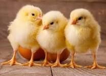 Яйце інкубаційне