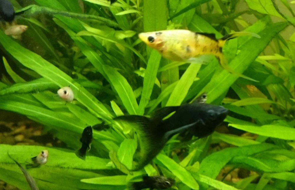 Narybek molinezji ostroustych - 1-2 cm    30 szt za 50 zł