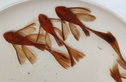 Harem para zbrojnik super red long fin glonojad czerwony Ancistrus