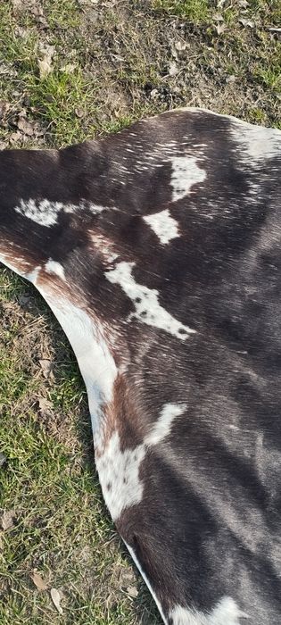 Skóra naturalna bydlęca 190x160 cm