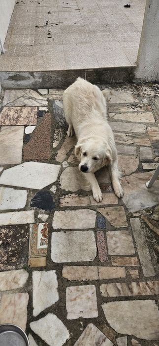 Adopção Responsável