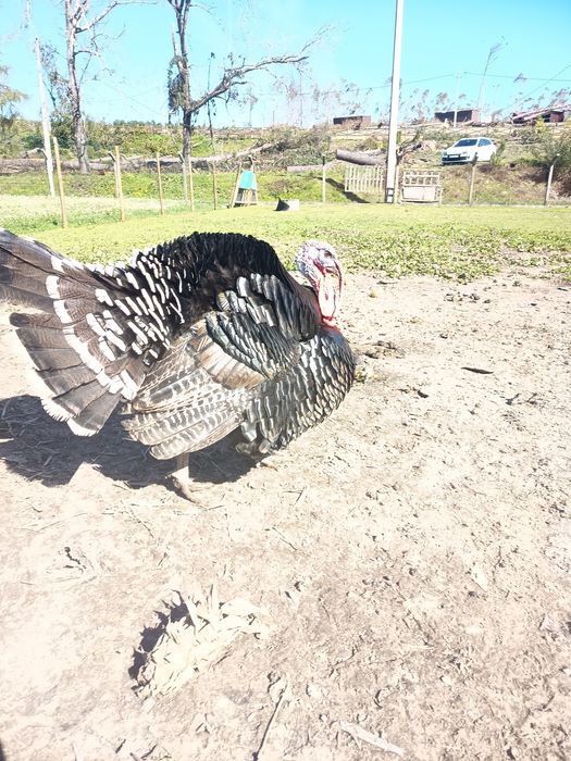 Perú criado ao ar livre