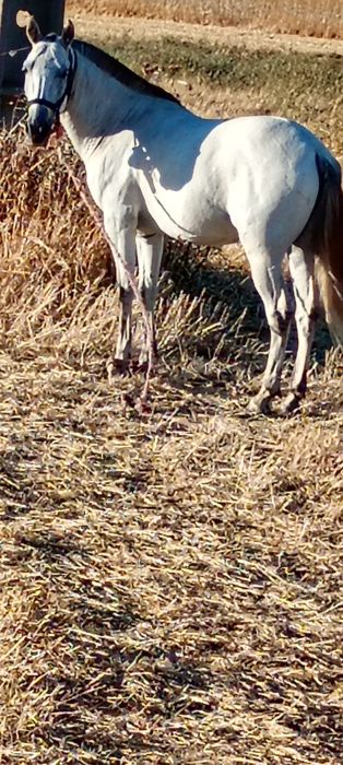 Cavalo castrado bem engatado