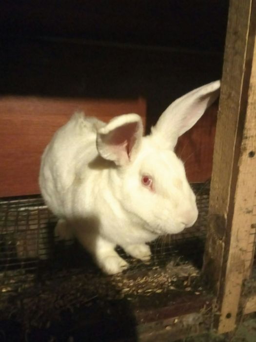 Кролі Термонці Самиці Самці