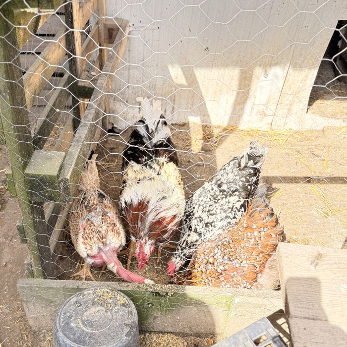 Sertaneja Balão – Pintos Premium