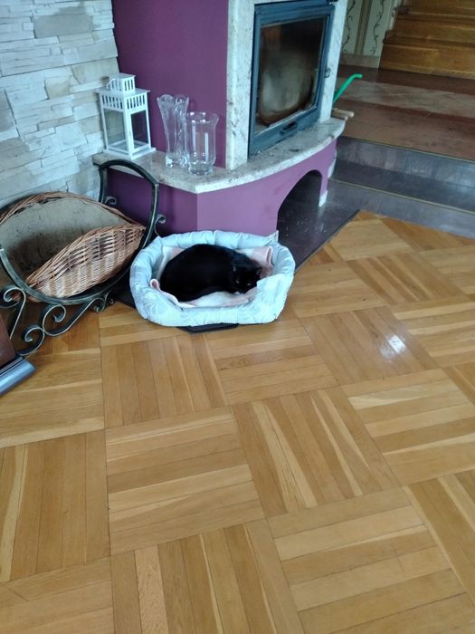 Oddam kotki w dobre ręce