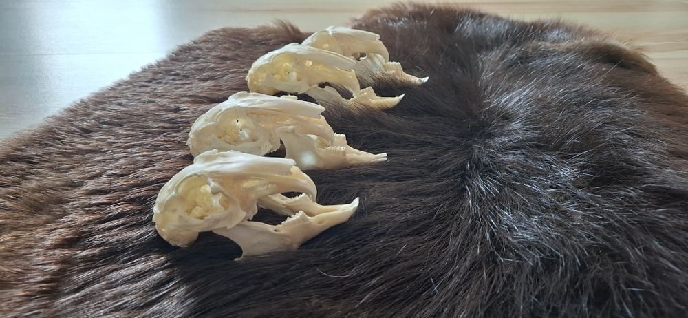 4 czaszki z krolikow