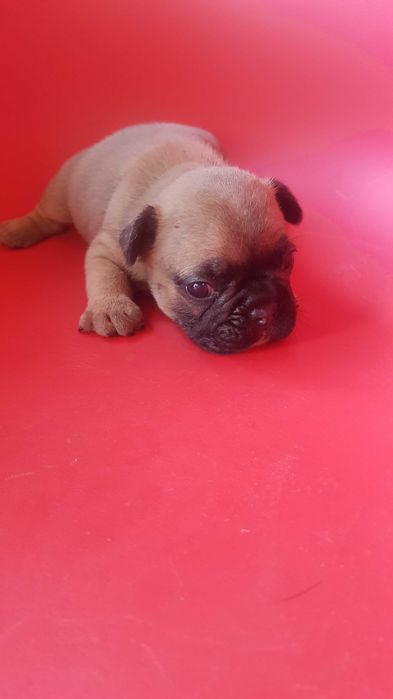Śliczny buldog francuski