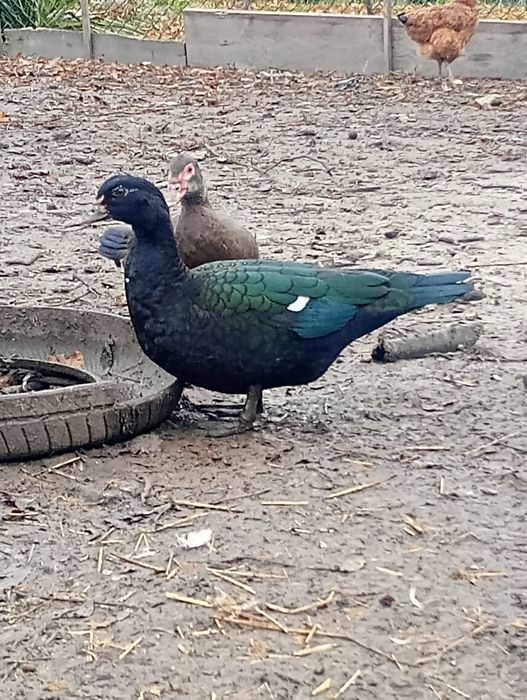 Jaja lęgowe od kaczek piżmowych