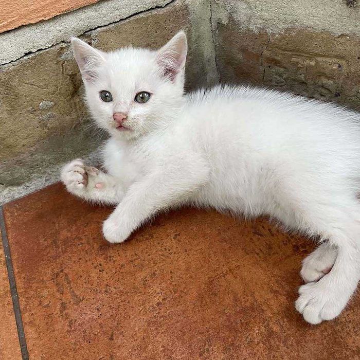 КОТИК - хлопчик в добрі руки.