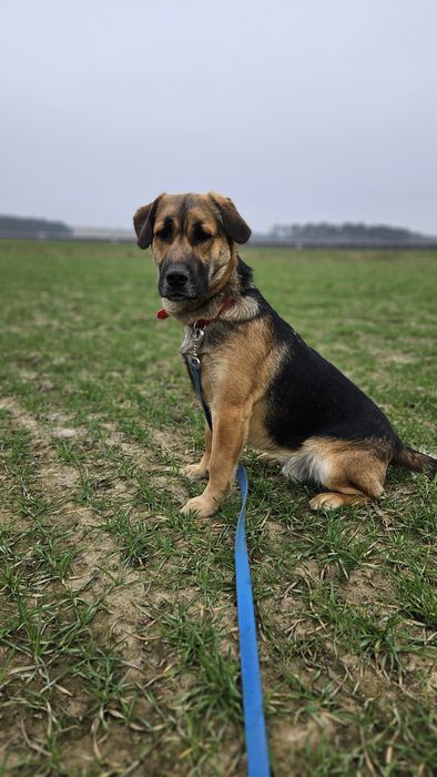 Enzo, 2 lata, w typie ogar polski