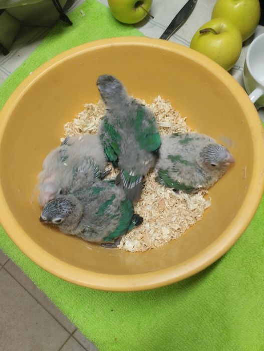 Pyrruras para criar á mão