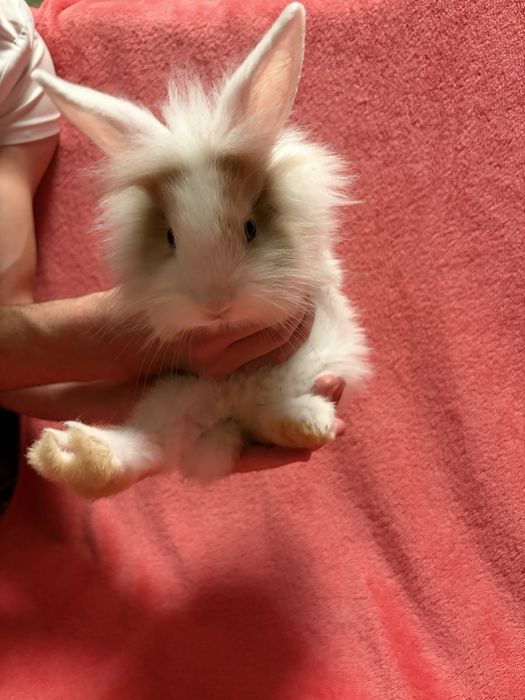 БЕЗКОШТОВНО віддам в хороші руки