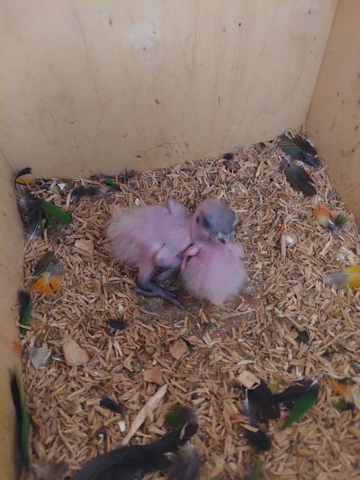 Marianinhas cabeça preta