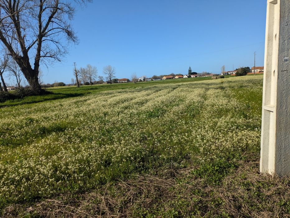 Terreno Rústico em Pardilhó