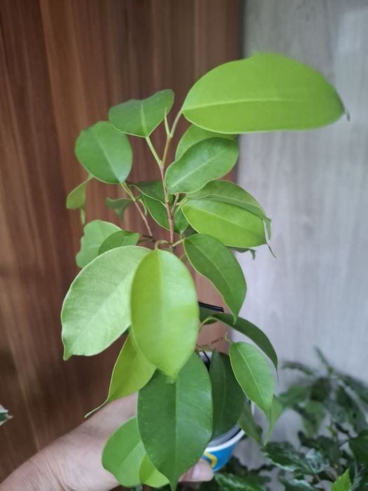 Фикус  Эльдорадо,  Али , Реджинальд и др.