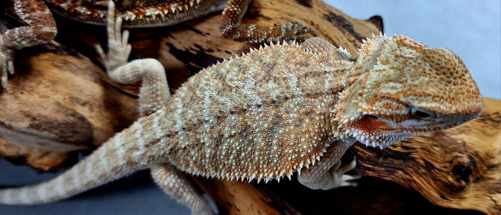 Agama brodata młoda samiczka Wołomin