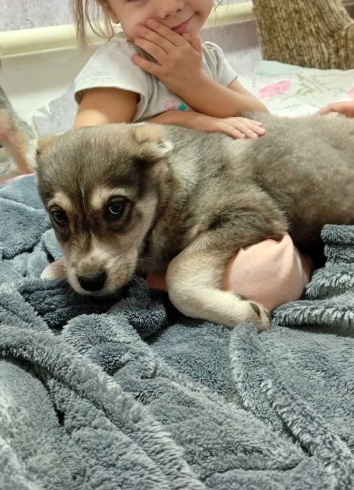 Продам щенков Аллабая