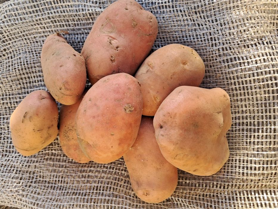 Batatas Agria e semester