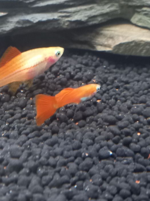 Peixe Swordtail/Espada