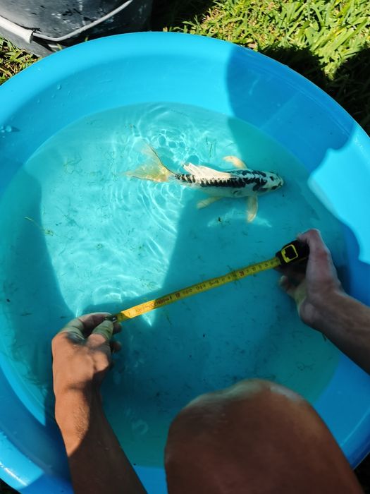 Carpa de veu Ki Shusui