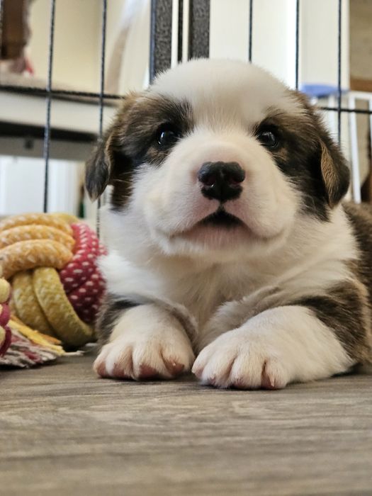 Welsh Corgi Cardigan piesek FCI
