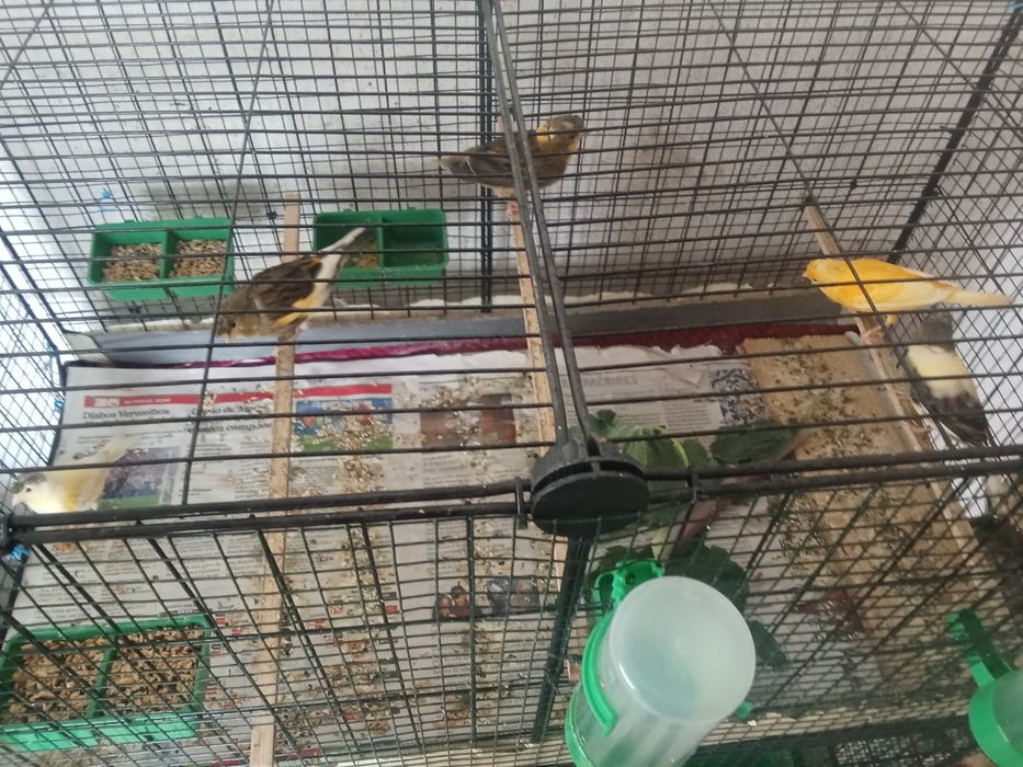 Vendo canários mais gaiolas