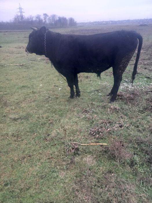 Продаю гарних бичків