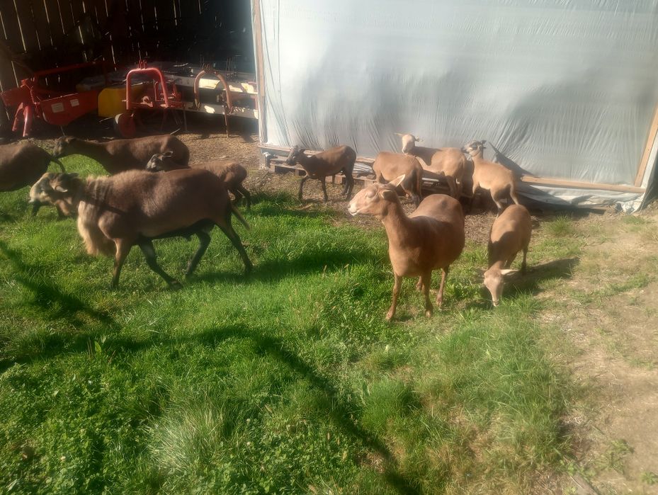 Sprzedam Barana i owcę Barbados