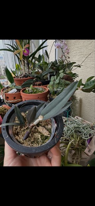 Cattleya schilleriana*sib