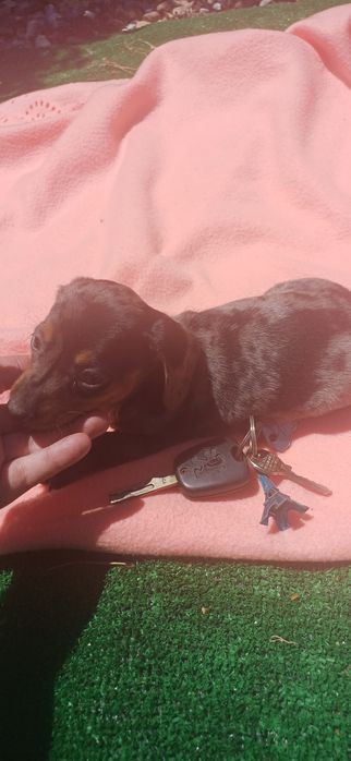 Teckel miniatura alerquim fêmea