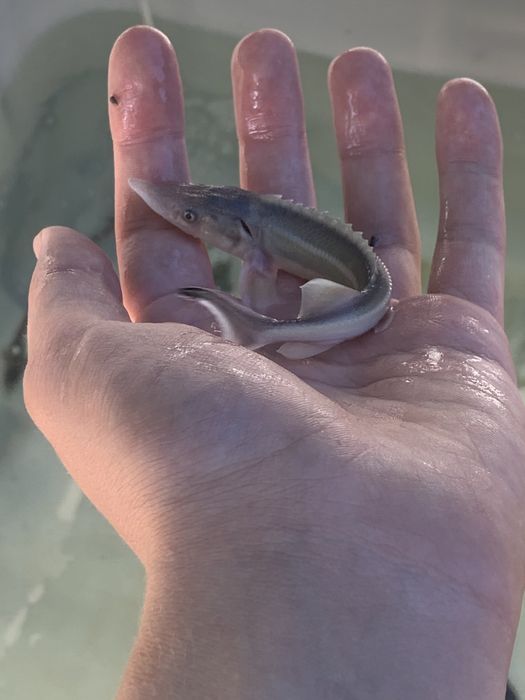 Narybek jesiotra jesiotr syberyjski sterlet albinos dowóz