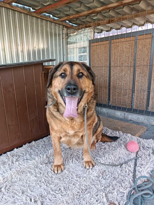 Psy do adopcji- Misiu szuka domku
