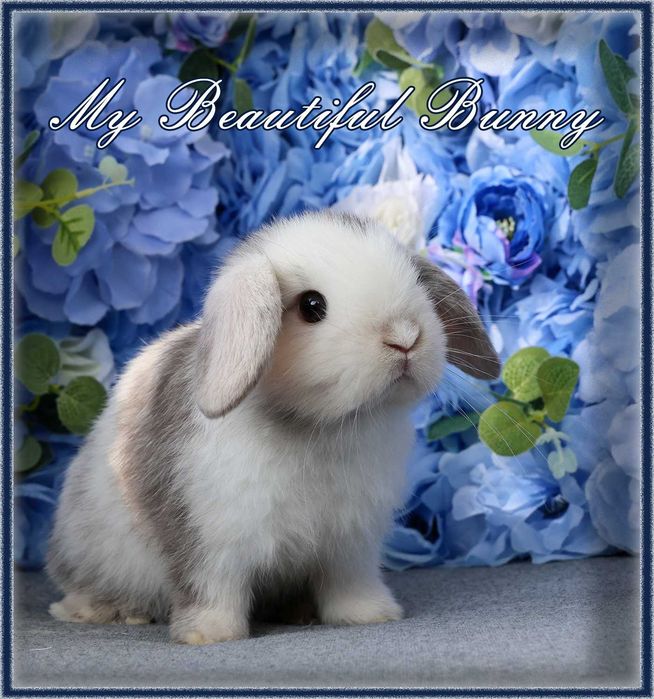 Piękny Młody Królik Mini Lop - RHON