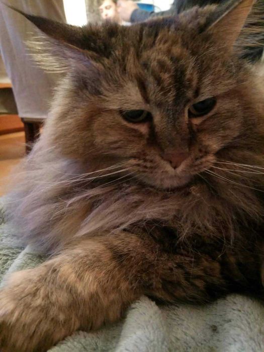 Adoção Responsável – Dois Gatos Adultos