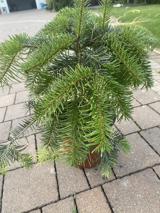 Iglak ozdobny 50 cm