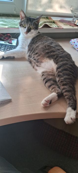 Кот в заботливые руки