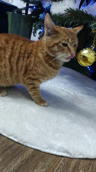 Kotek szuka ciepłego domu